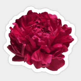 Red Peony Close-up Sticker